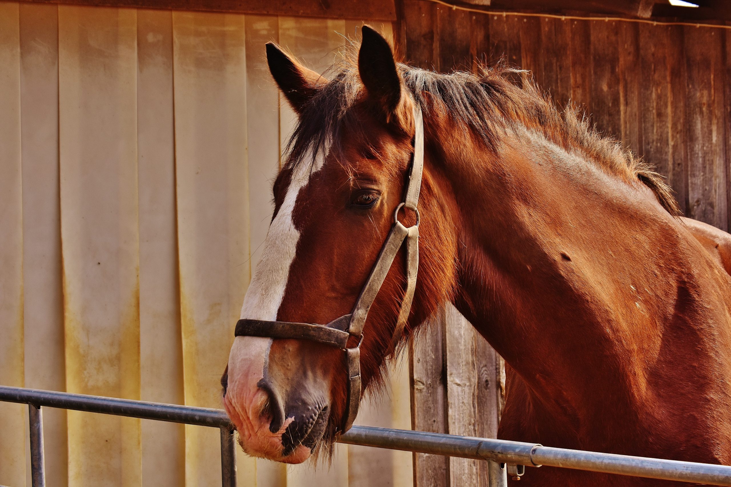 Fall care for horses: Maintaining health and well-being - Nets2World